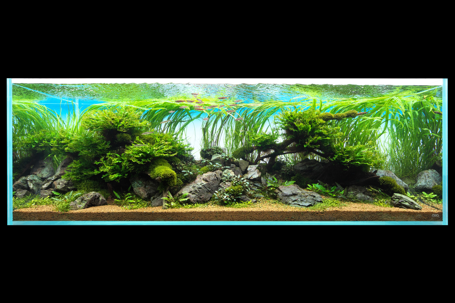 NATURE IN THE GLASS 「ノスタルジア」 | AQUA DESIGN AMANO