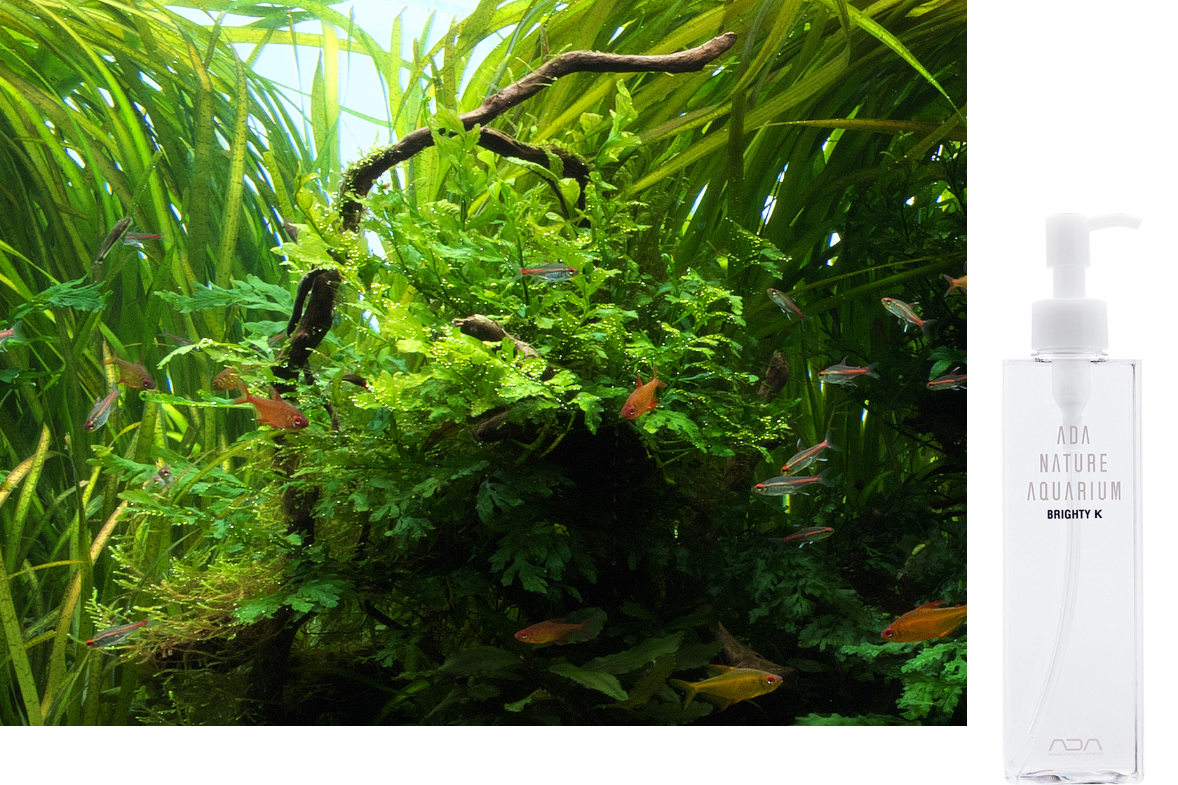 NATURE AQUARIUM GALLERY #08 「スピリット・オブ・ネイチャー