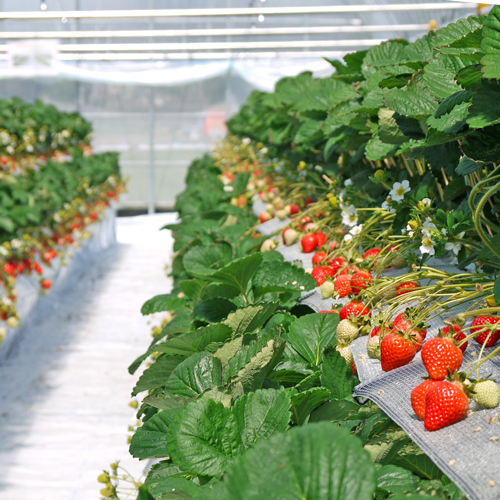 Newベリーザキット｜いちご高設栽培資材｜商品一覧｜アグリ事業株式