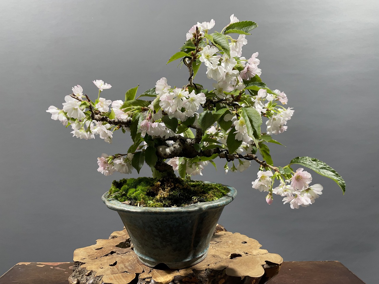 十月桜 ※小品サイズ - 桜盆栽 [赤富士園]