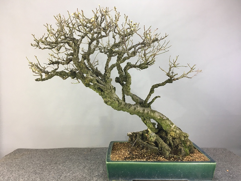 山木 甲州野梅 白一重 咲きます 香り良し 甲州野梅 白一重 咲きます