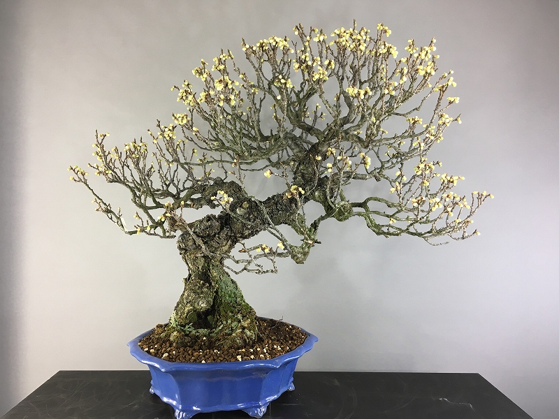 野梅（米良） ※展示会用盆栽 開花まじか [赤富士園]