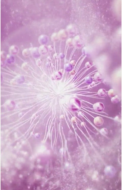 ALBION ECLAFUTUR t 60 KIT – Albion Garden