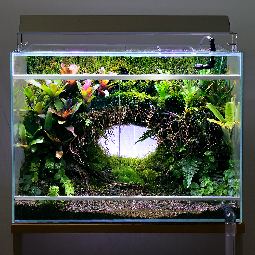 公式決定版！アクロ水槽のすべて | AQUALASSIC