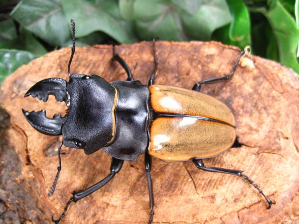 カステルナウツヤクワガタ/短歯/外国産クワガタ販売アリスト | 外国産