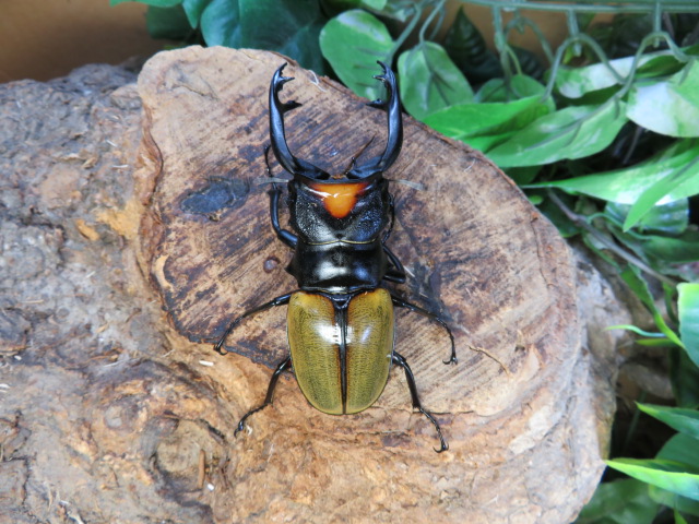 ヤスオカツヤクワガタ ♂86ミリペアー出品中!昆虫販売アリスト | 外