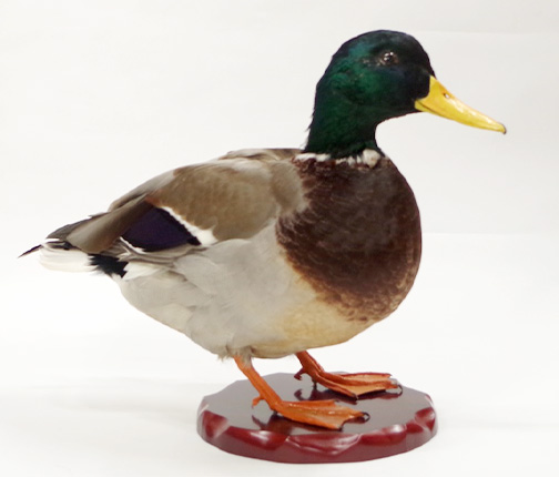 マガモ | カモ | 鳥類 | 剥製の製作・直売・レンタル・修理なら剥製
