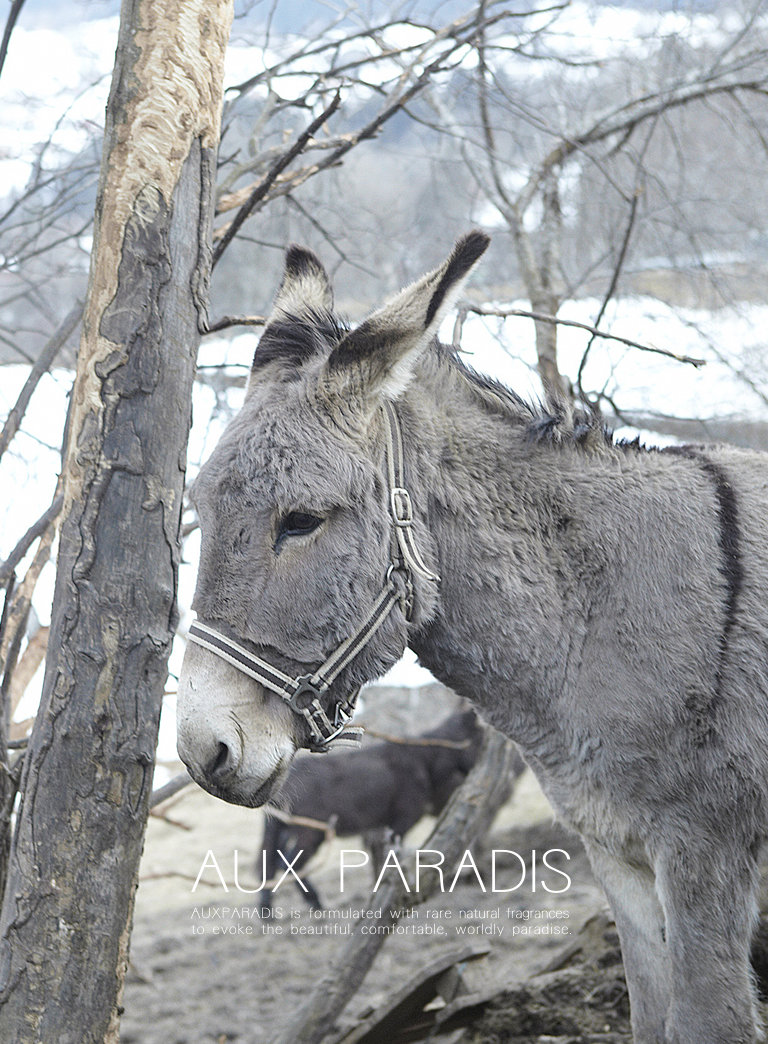 AUX PARADIS 公式オンラインショップ
