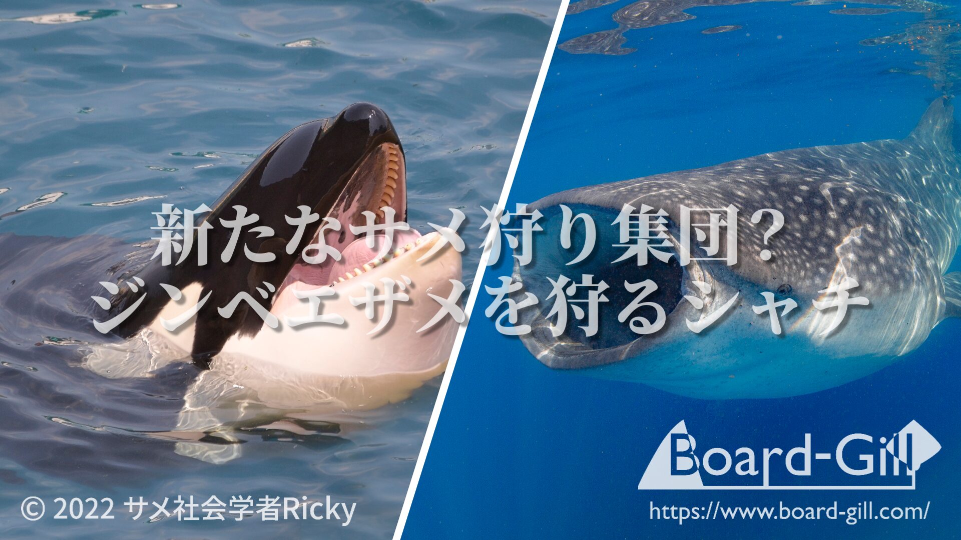 ジンベエザメを狩るシャチ出現！最強の捕食者が世界最大の魚類を襲う