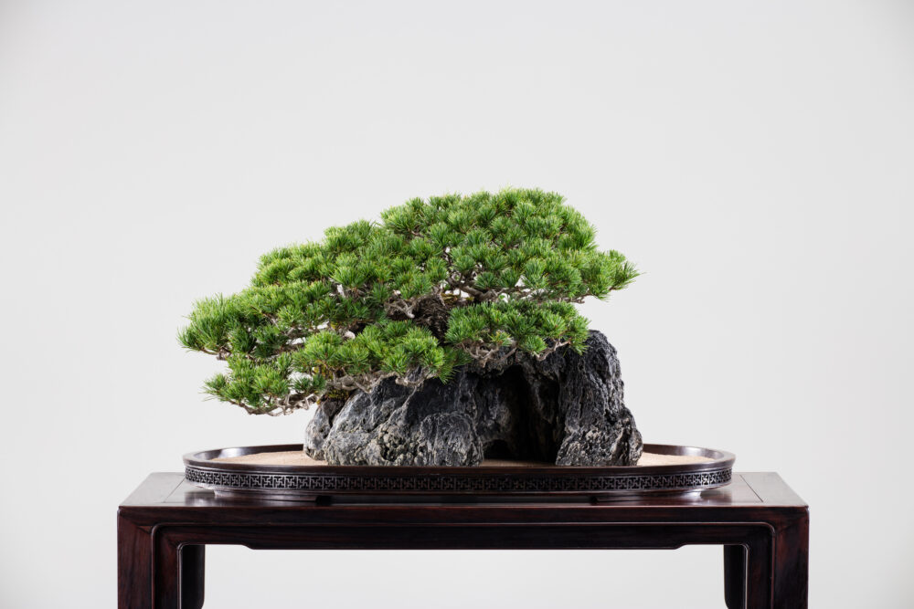 The Omiya Bonsai Art Museum, Saitama