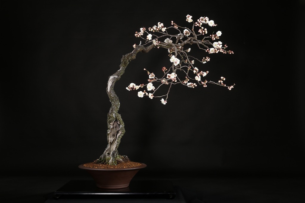 梅（思いのまま）約50年 | 雨竹亭オンラインショップ