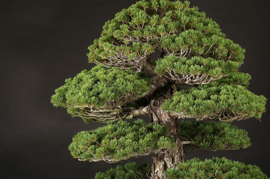 五葉松(瑞祥) 約60年 | 雨竹亭オンラインショップ