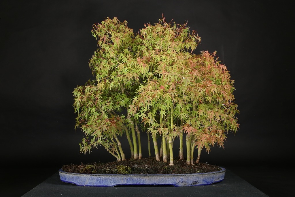 もみじ寄植（行姫）約20年 | 雨竹亭オンラインショップ