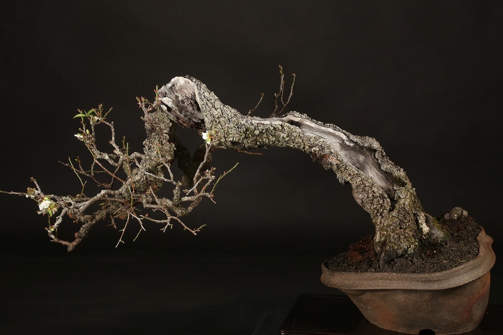 三河盆栽 野梅 ヤバイ 梅 盆栽 花物 白花 極古 荒皮 サバ幹