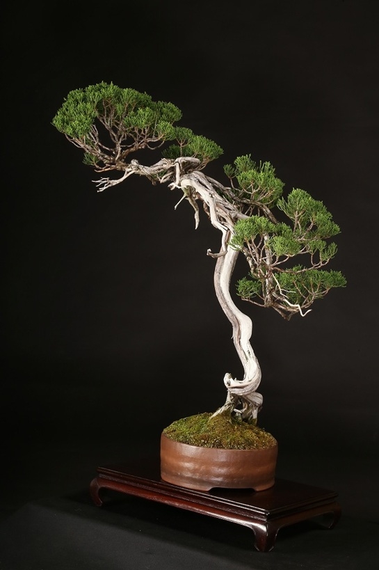 糸魚川真柏 約80年 | 雨竹亭オンラインショップ