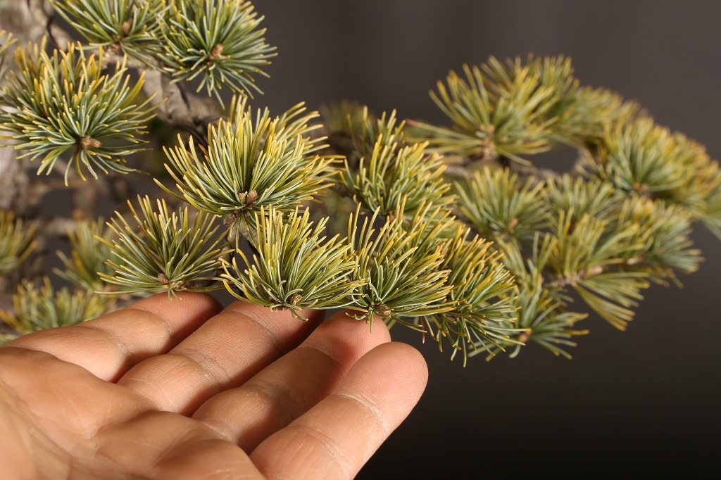 五葉松株立 約100年 | 雨竹亭オンラインショップ