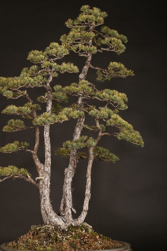 五葉松株立 約100年 | 雨竹亭オンラインショップ