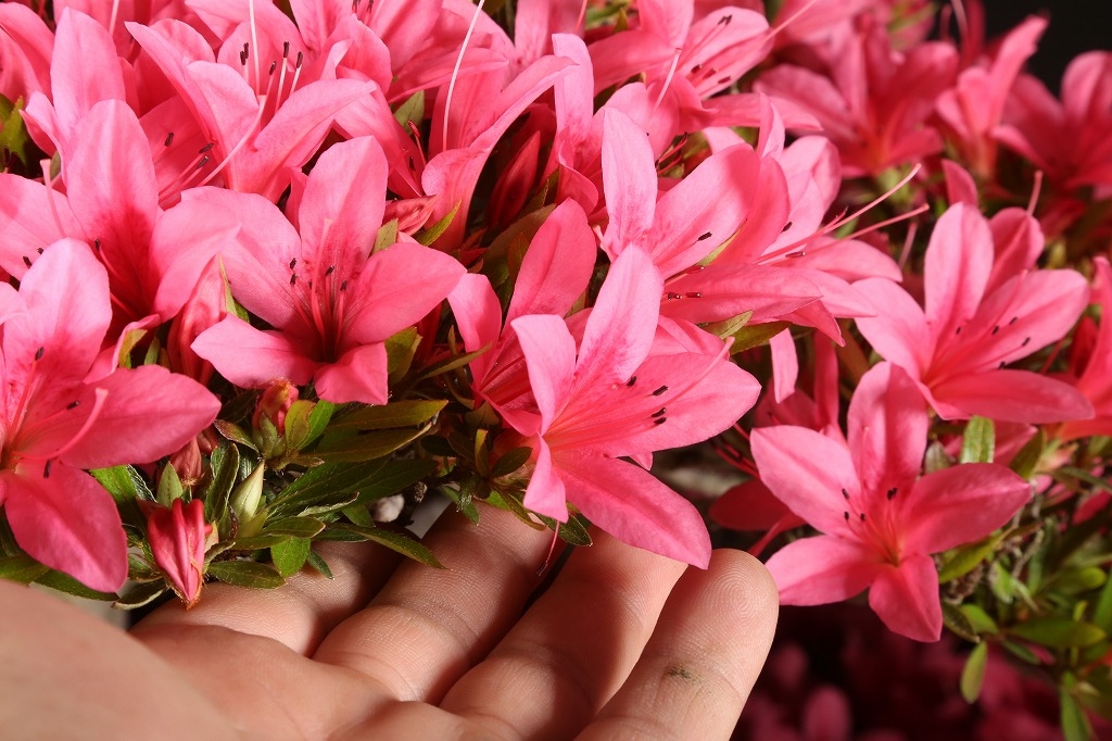 皐月（光琳）約60年 | 雨竹亭オンラインショップ