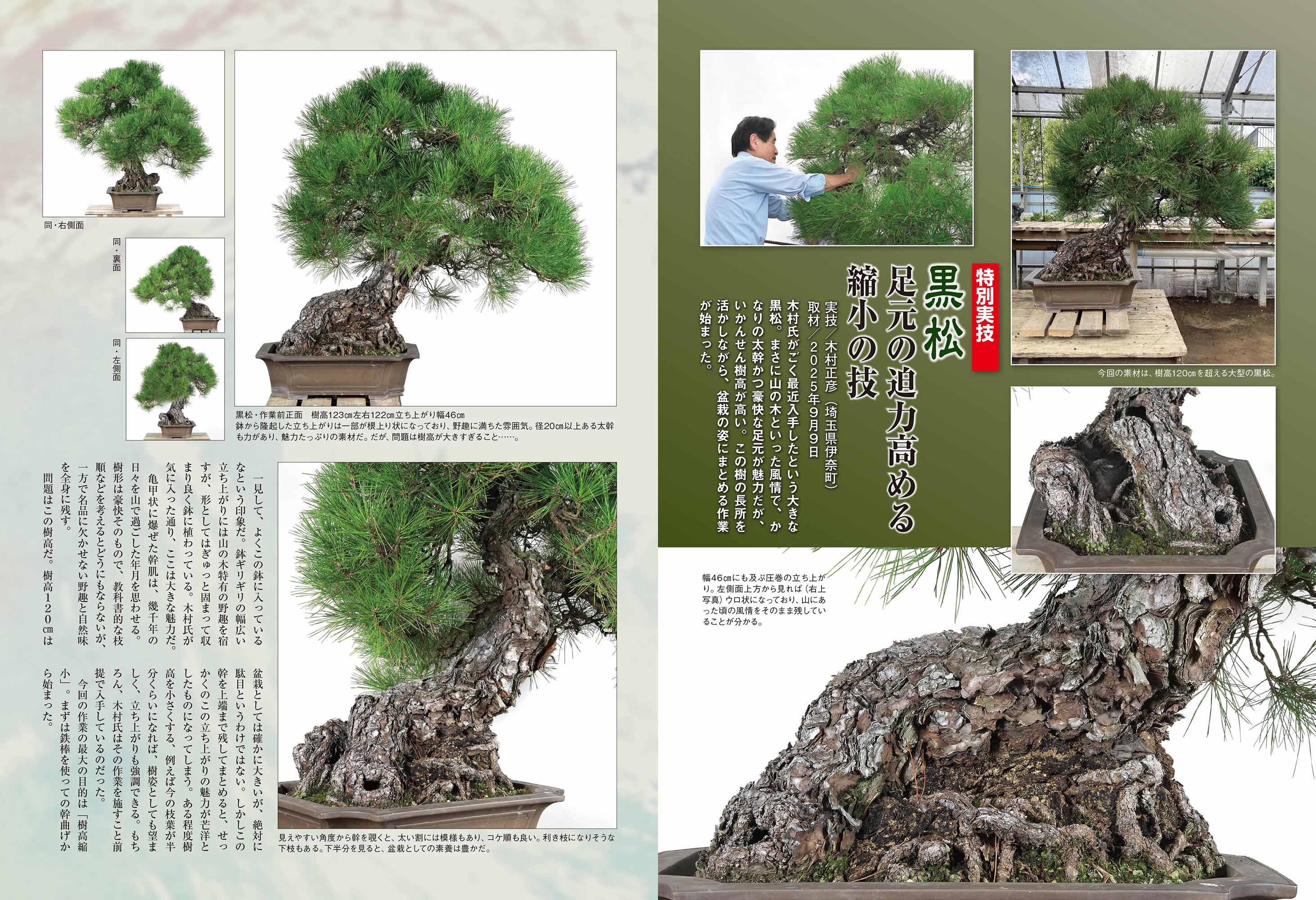 月刊「近代盆栽」2025年12月号 | 盆栽、盆栽書籍、盆栽鉢の通販│近代出版