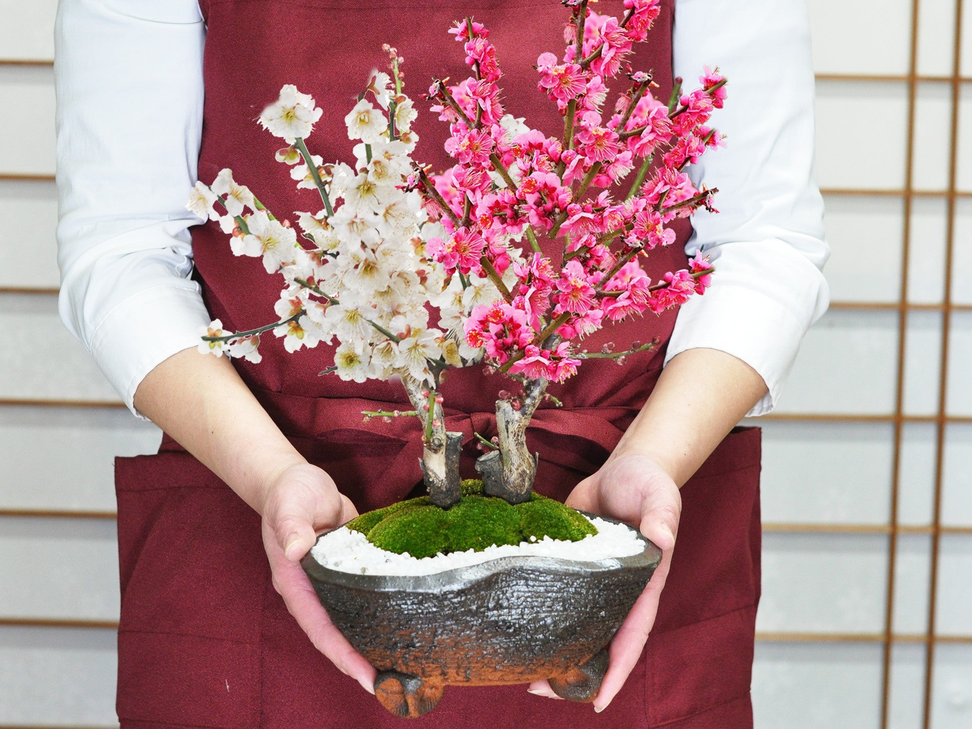 紅梅と白梅の二本植えの盆栽｜盆栽妙 – 盆栽妙 本店