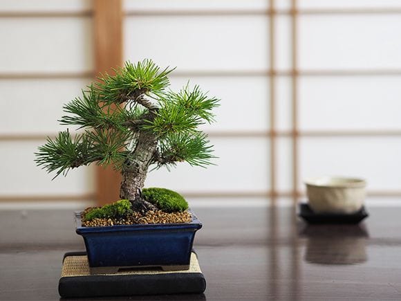 小品盆栽 四国黒松｜盆栽妙 – 盆栽妙 本店