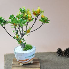 クチナシ(梔子) 不思議な実のなる盆栽を販売｜ギフトを贈るなら盆栽妙
