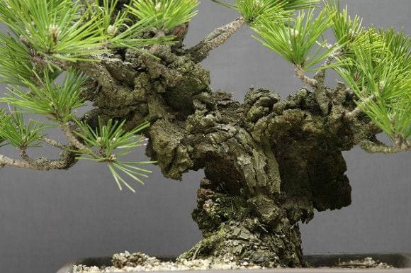 錦松(夢錦) 中品盆栽 樹齢20年の一点物盆栽を販売｜盆栽妙 – 盆栽妙 本店