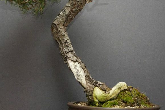 黒松 大品盆栽 樹齢40年の一点物盆栽を販売｜盆栽妙 – 盆栽妙 本店