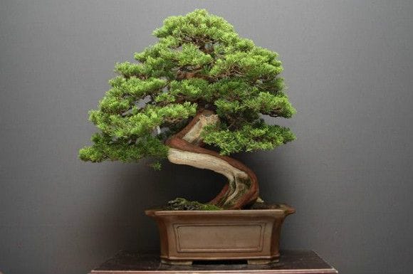 山採り真柏 中品盆栽 樹齢25年の一点物盆栽を販売｜盆栽妙 – 盆栽妙 本店