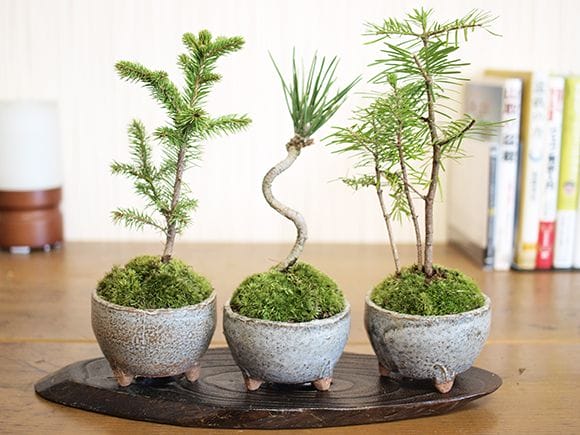 ミニ松 三点セットの盆栽を販売｜盆栽妙 – 盆栽妙 本店