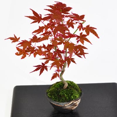 モミジ（紅葉）盆栽の販売｜盆栽妙 – 盆栽妙 本店