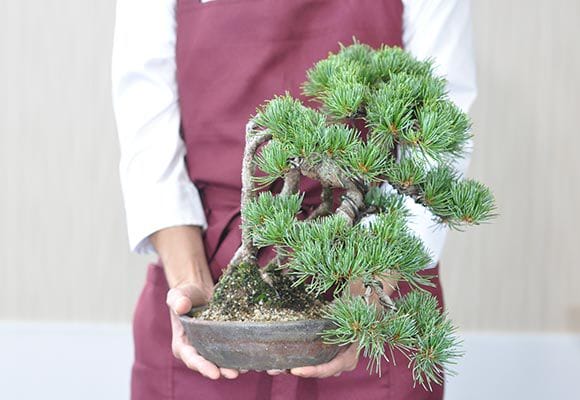 根上りの懸崖五葉松の盆栽を販売｜盆栽妙 – 盆栽妙 本店