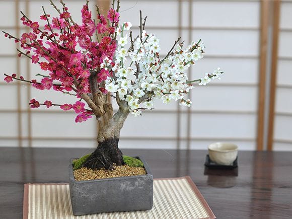 紅白梅 豪華絢爛の盆栽｜盆栽妙 – 盆栽妙 本店