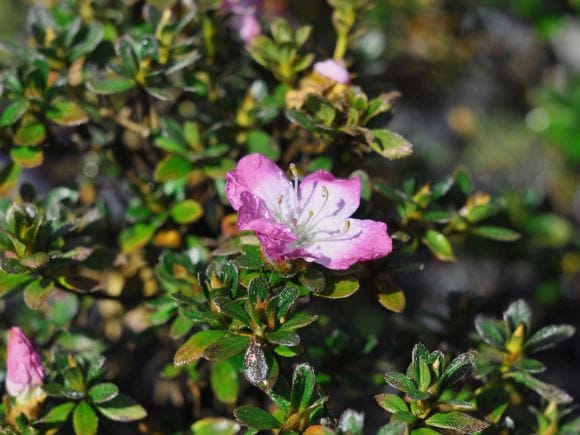 さつき 深山満月の盆栽を販売｜盆栽妙 – 盆栽妙 本店