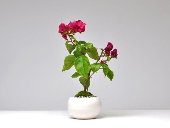 ブーゲンビリアの盆栽を販売｜盆栽妙 – 盆栽妙 本店