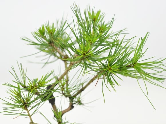 盆栽素材 黒松 曲げありを販売｜盆栽妙 – 盆栽妙 本店