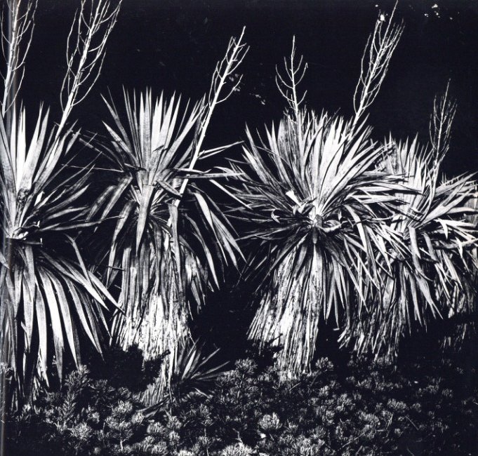 植物に / 写真：山村雅昭 | 小宮山書店 KOMIYAMA TOKYO | 神保町 古書