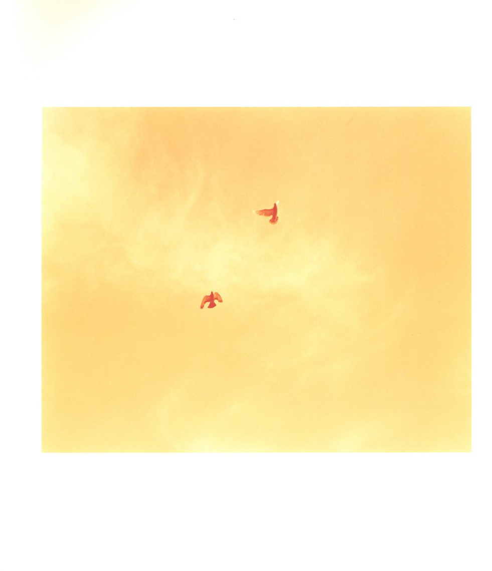 生きている / 佐内正史 | 小宮山書店 KOMIYAMA TOKYO | 神保町 古書