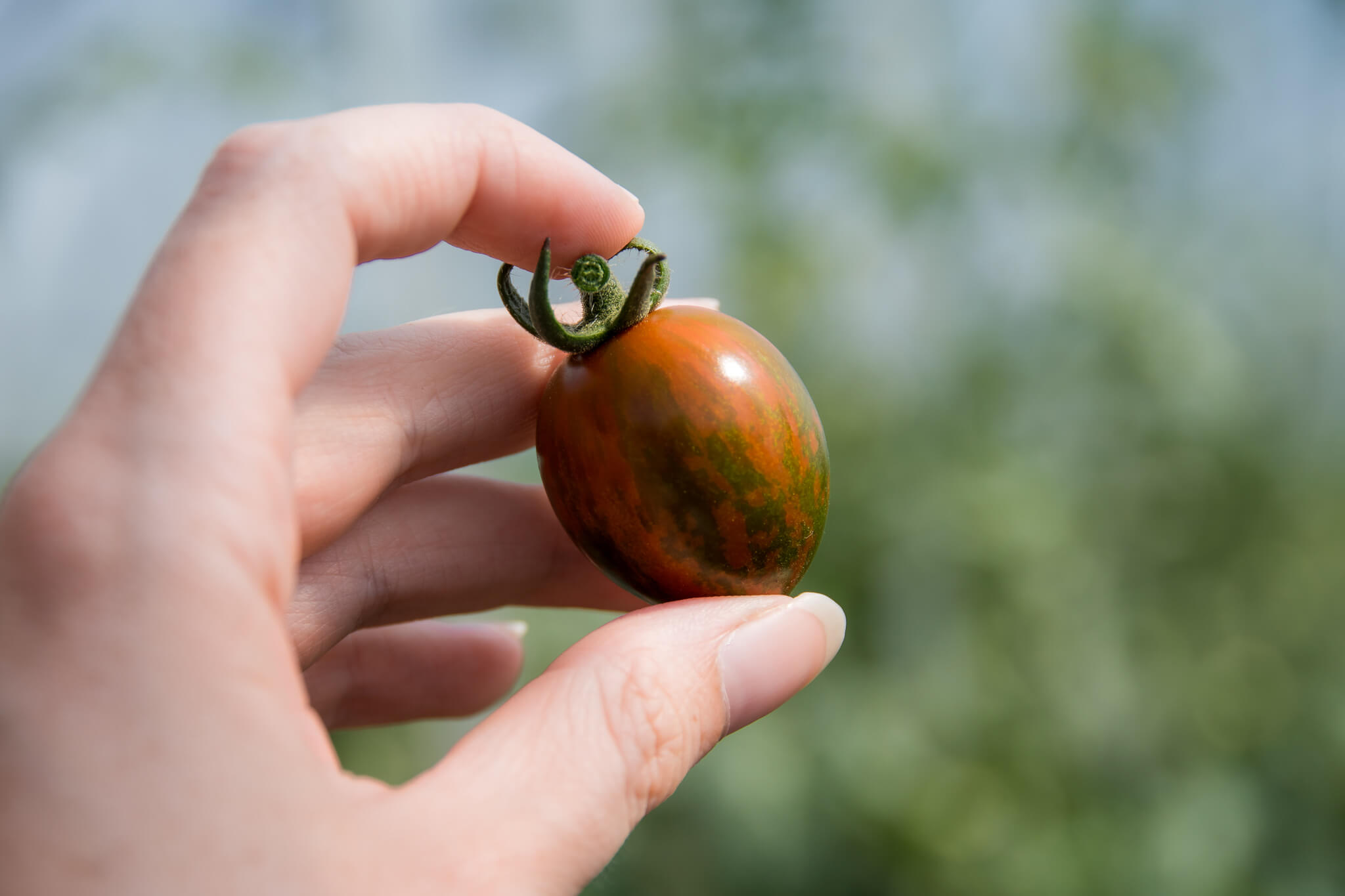美瑛のうつくしいトマト :: 비에이초 관광협회