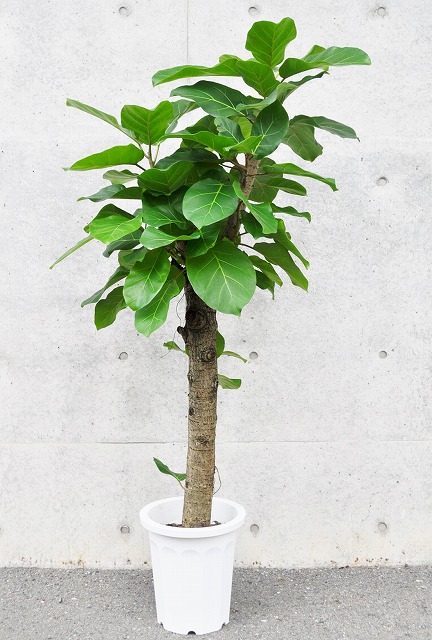 フィカス・アフリカンプリンス