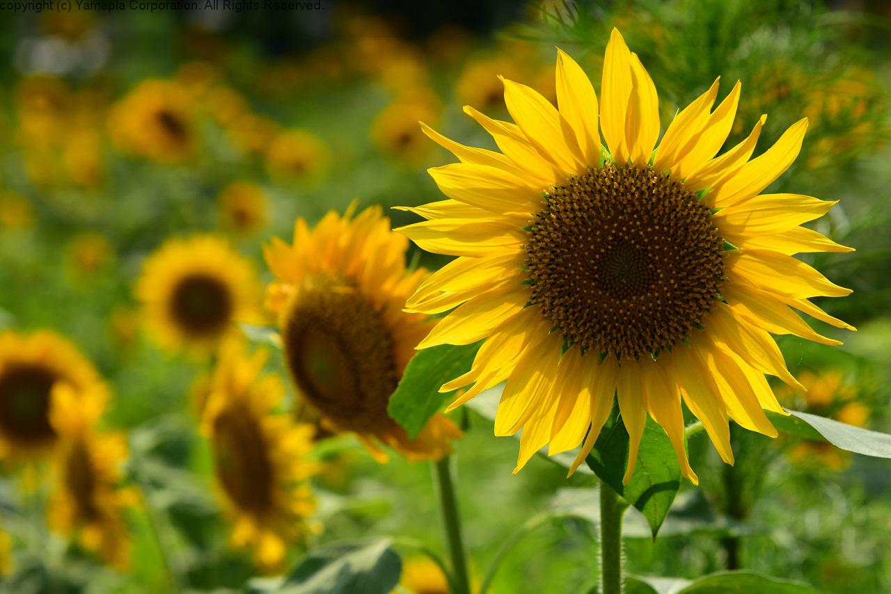 ひまわり開花 50000本 | 滋賀ガイド！