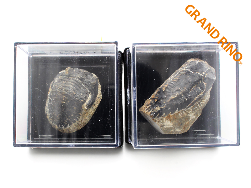 GRAND RINO / 三葉虫 メタカンシナ(デボン紀中期) 3個セット ≪モロッコ≫