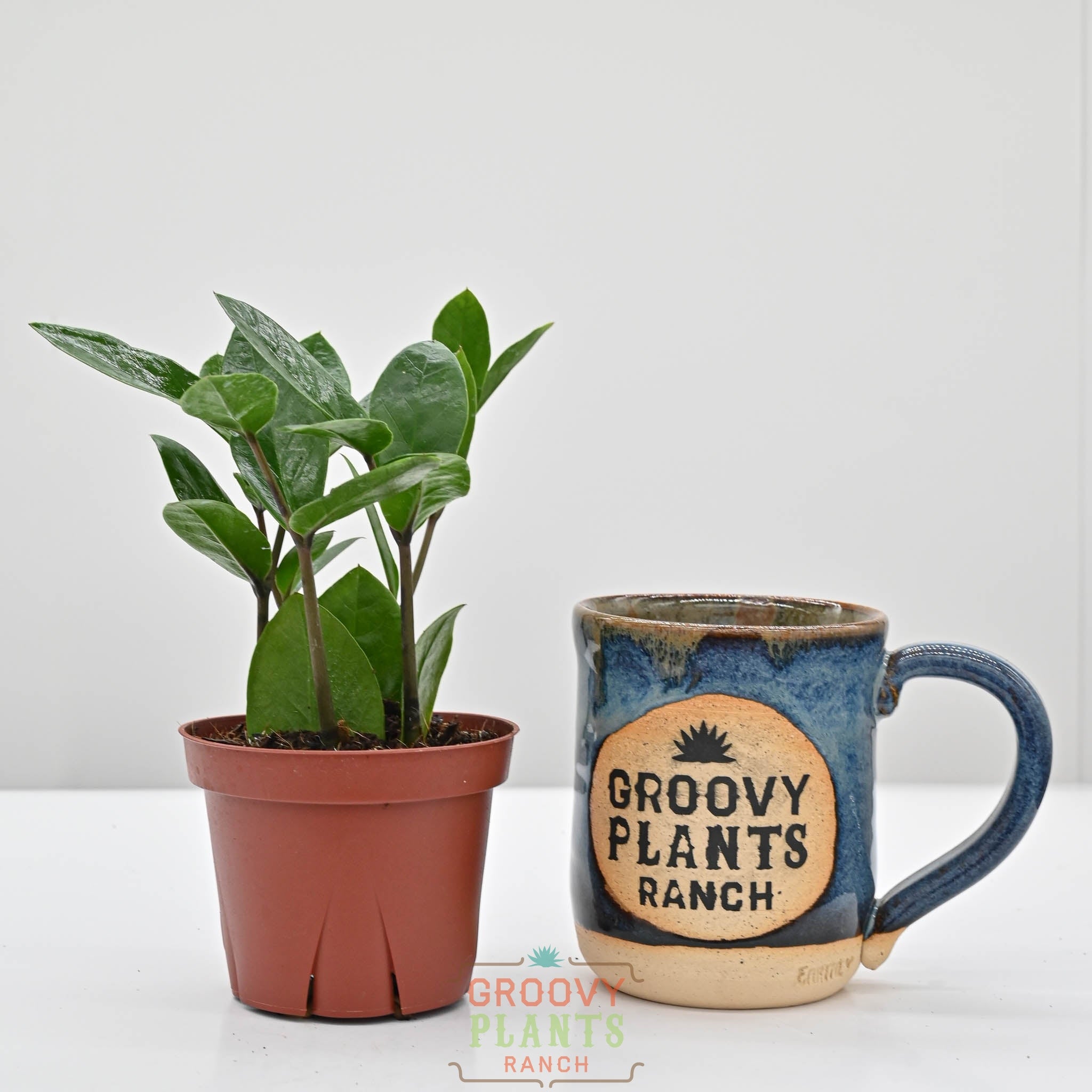 himi] ZZ plant 希少株 1鉢 himi] ZZ plant 希少株 1鉢 Zamioculcas