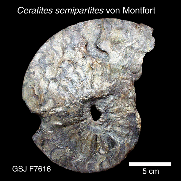 地質年表 | 地質標本館QRコード
