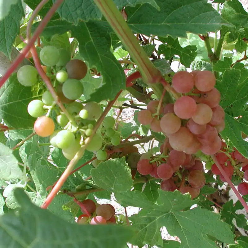 Tickled Pink™ Grape Vine | Gurney's Seed & Nursery Co.
