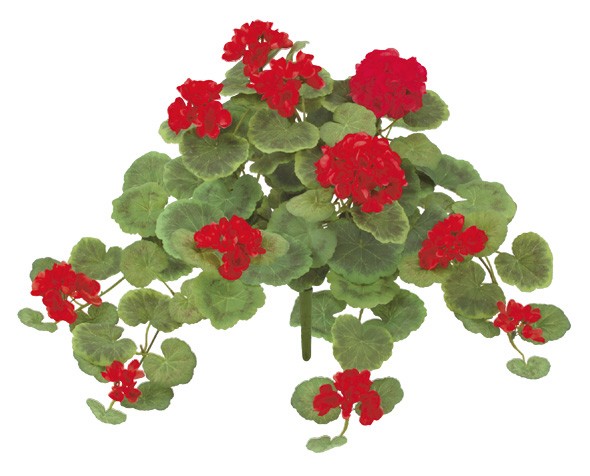 ゼラニウムブッシュ(L)（レッド）（商品詳細）| 株式会社ドガ