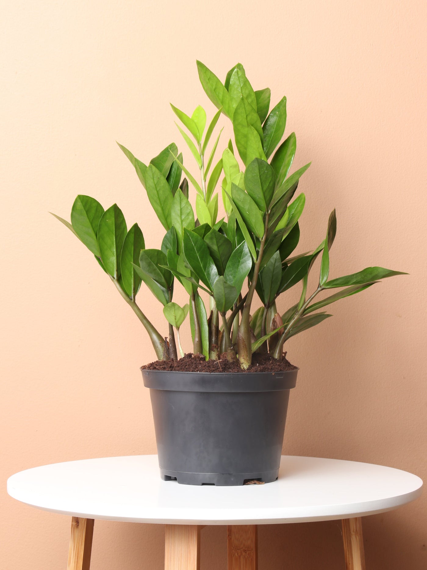 Medium Potted ZZ Plant | Easy-Care Plant | Pafe Plants – Dahing Plants