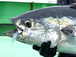 ソルティガ SJ AGS 55B-2TGの使用感」 - SALTIGA