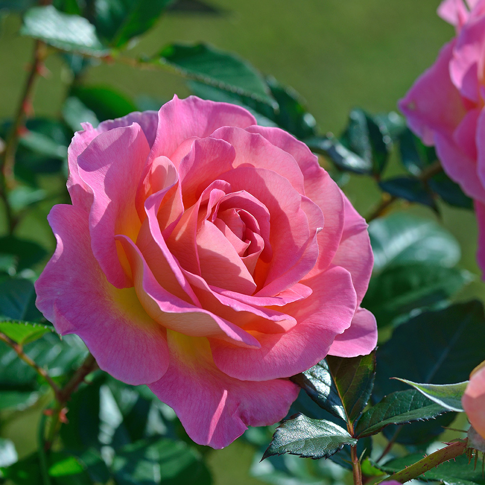 ピンク・パラダイス | デルバールJAPON