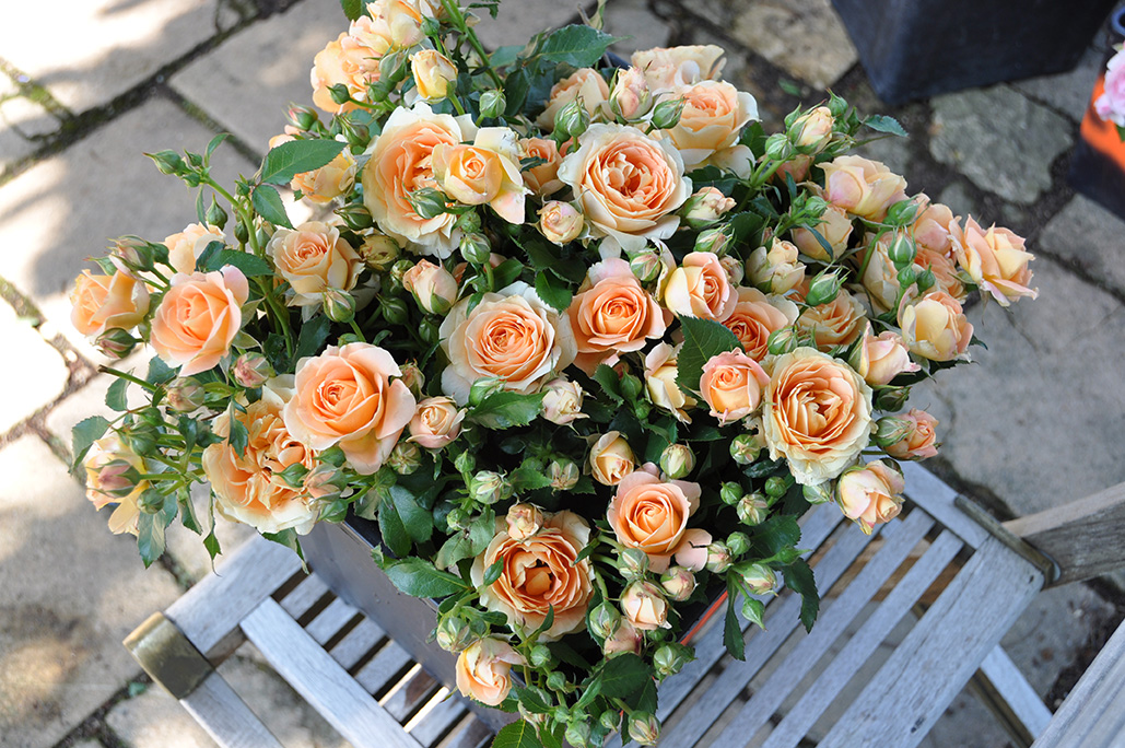 ラ・ドルチェ・ヴィータ | デルバールJAPON